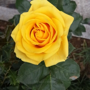 Miniature Rose Seed - Yellow, 300 Seeds