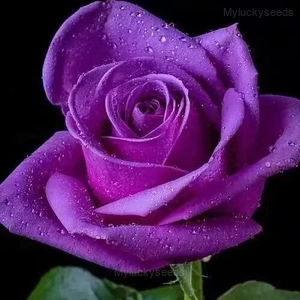 Miniature Rose Seed - Purple, 300 Seeds