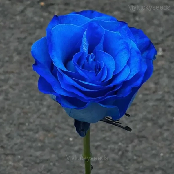 Miniature Rose Seed - Blue, 200 Seeds