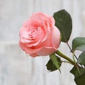 Miniature Rose Seed - Pink, 300 Seeds