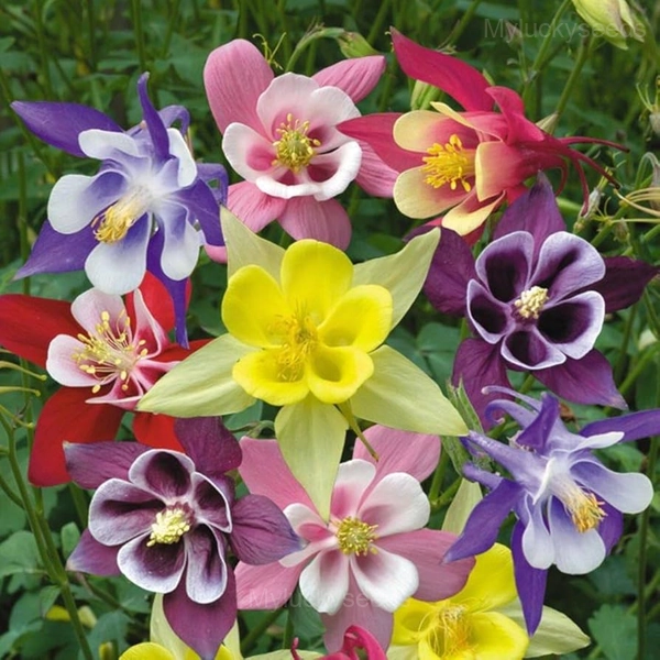 Columbine Seed - 🔥Mixed, 500 Seeds