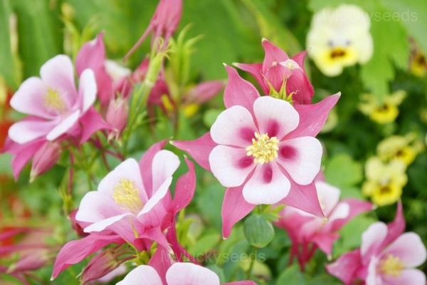 Columbine Seed - Pink, 🔥200 Seeds