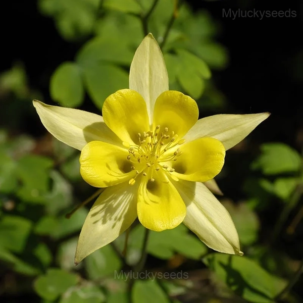 Columbine Seed - Yellow, 100 Seeds