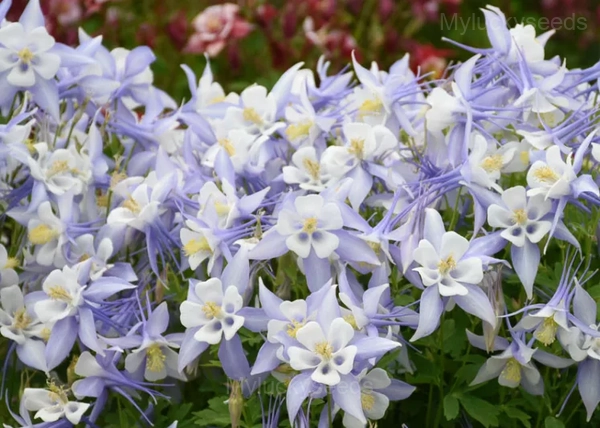 Columbine Seed - Light blue, 100 Seeds