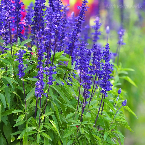 Sage Seed - 🔥Blue, 2000 Seeds