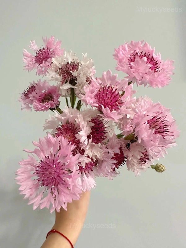Bachelor's Button - Pink, 🔥500 Seeds