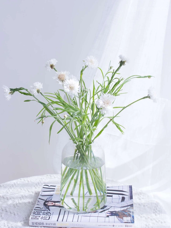 Bachelor's Button - White, 200 Seeds