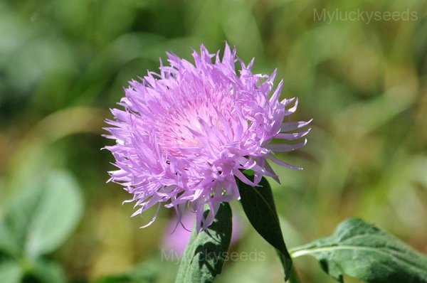 Bachelor's Button - Purple, 1000 Seeds