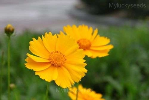 Bachelor's Button - Yellow, 🔥500 Seeds