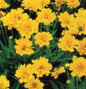 Bachelor's Button - Yellow, 200 Seeds