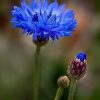 Cornflower Seeds