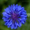 Cornflower Seeds