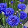Cornflower Seeds