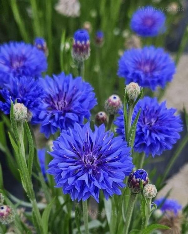 Cornflower Seeds