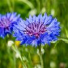 Cornflower Seeds