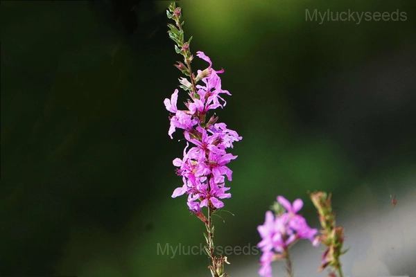 Purple Lythrum Seed - 🔥1000 Seeds