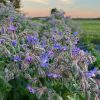Borage Seeds