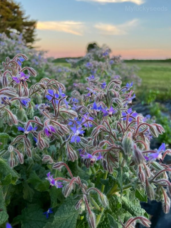 Borage Seeds
