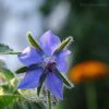 Borage Seeds