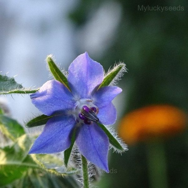 Borage Seeds