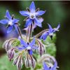 Borage Seeds