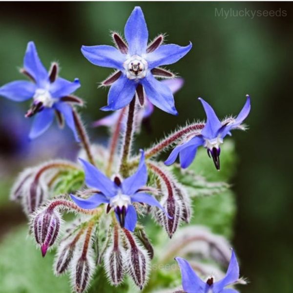 Borage Seeds
