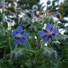 Borage Seeds