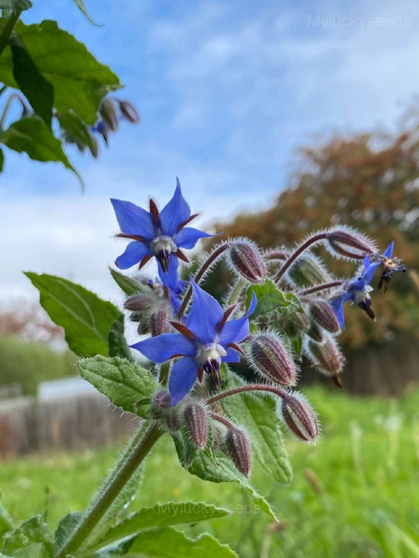 Borage Seed