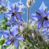 Borage Seeds