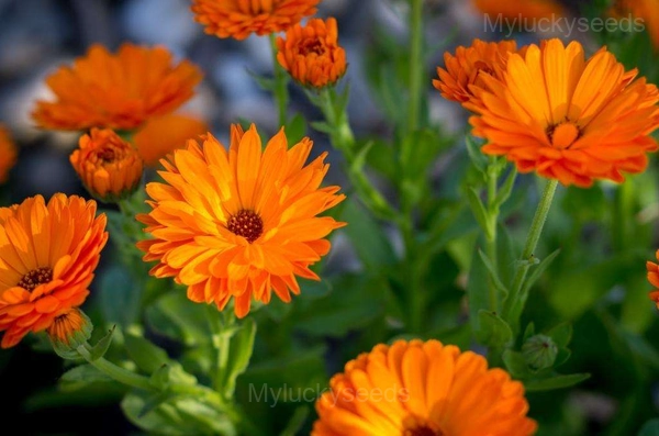 Calendula Seed - Orange-Yellow, 🔥300 Seeds