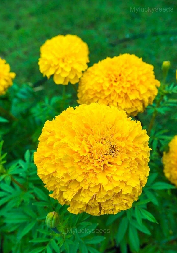 Calendula Seed - Yellow, 🔥300 Seeds