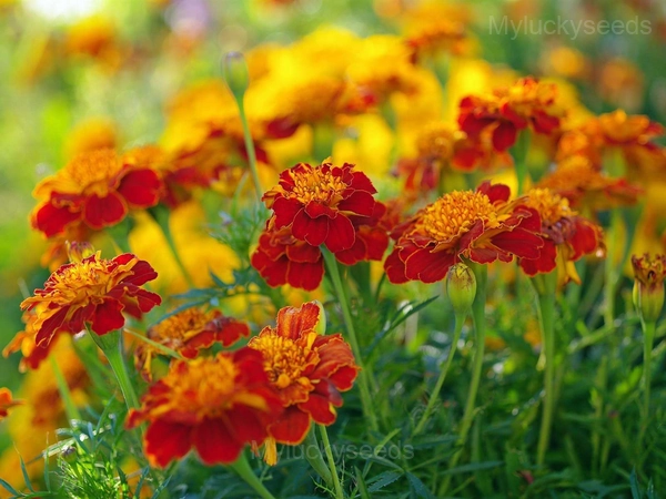 Calendula Seed - Tangerine, 🔥300 Seeds