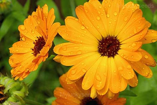 Calendula Seed