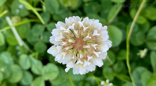 White Clover Seed