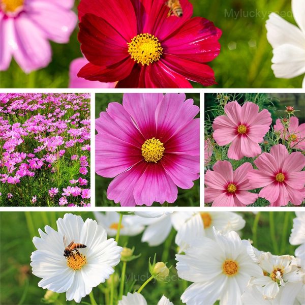 Starlight Cosmos Seeds