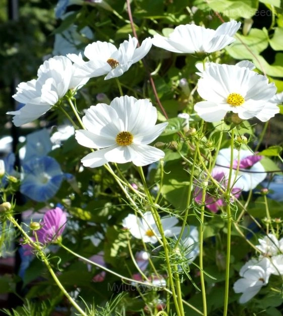 White Tall Cosmos