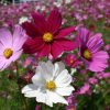 Mini Cosmos Seeds