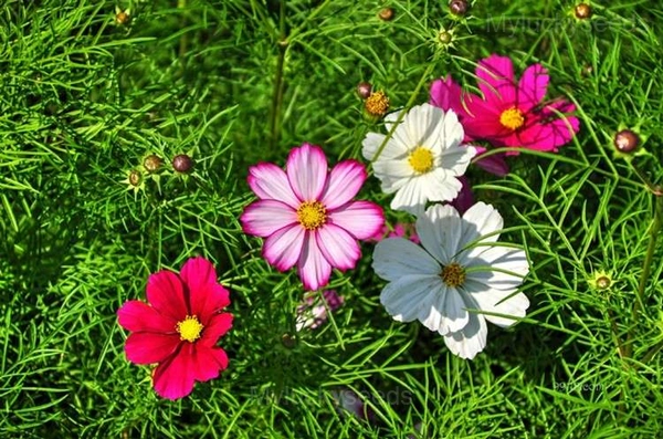 Multi-Colored Short Cosmos - Image 3
