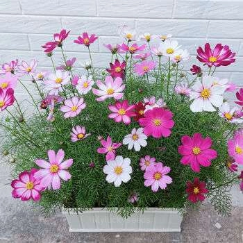 Multi-Colored Short Cosmos - Image 2