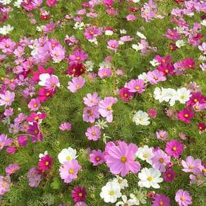 Multi-Colored Short Cosmos - Image 5