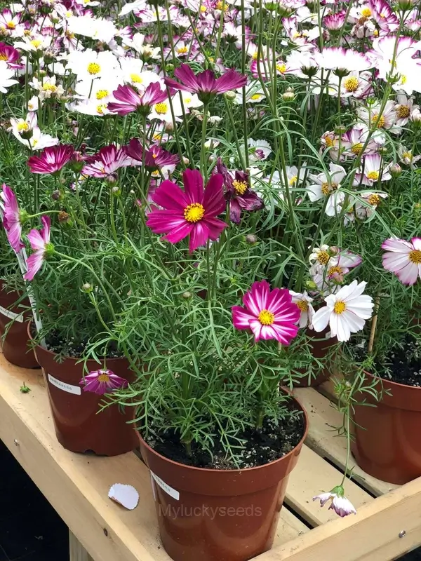 Multi-Colored Short Cosmos - Image 4