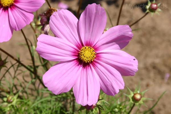 Pink Short Cosmos Seed