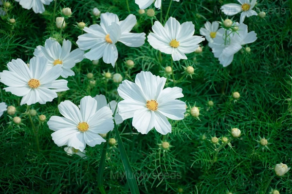 White Short Cosmos - 🔥1000 Seeds