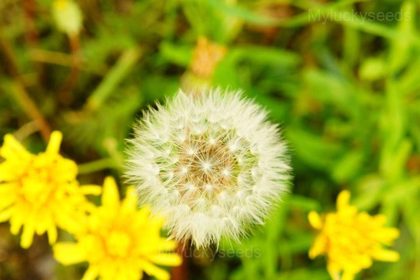 Dandelion Seed