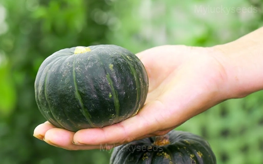 Odd-shaped Pumpkin Seed - Tiny, 🔥10 Seeds