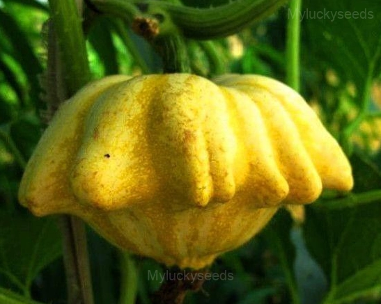 Odd-shaped Pumpkin Seed
