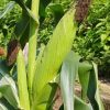 Organic Black Corn Seeds
