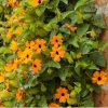 Black-Eyed Susan Vine Seeds