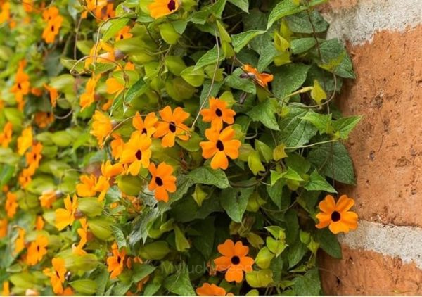 Black-Eyed Susan Vine Seeds