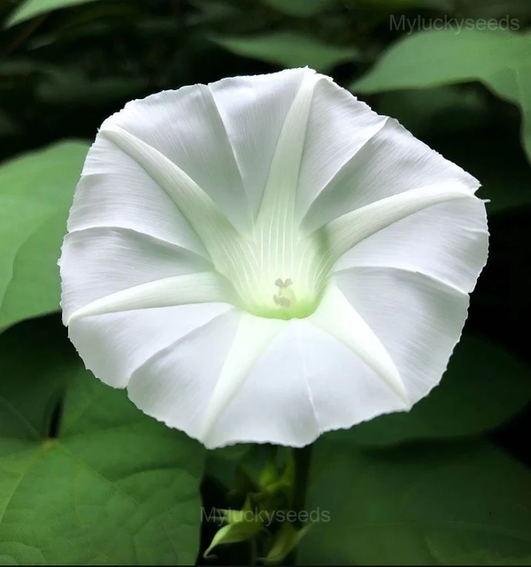 Datura Moonflower